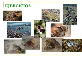 EJERCICIOS
 