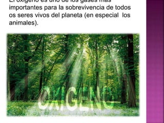 El oxigeno es uno de los gases mas
importantes para la sobrevivencia de todos
os seres vivos del planeta (en especial los
animales).
 