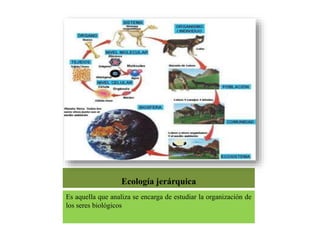 Ecología jerárquica
Es aquella que analiza se encarga de estudiar la organización de
los seres biológicos
 