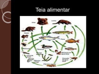 Teia alimentar
 
