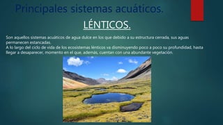 Principales sistemas acuáticos.
LÉNTICOS.
Son aquellos sistemas acuáticos de agua dulce en los que debido a su estructura cerrada, sus aguas
permanecen estancadas.
A lo largo del ciclo de vida de los ecosistemas lénticos va disminuyendo poco a poco su profundidad, hasta
llegar a desaparecer, momento en el que, además, cuentan con una abundante vegetación.
 