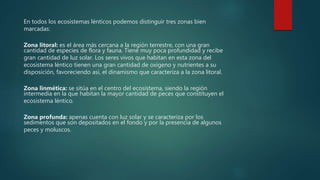 En todos los ecosistemas lénticos podemos distinguir tres zonas bien
marcadas:
Zona litoral: es el área más cercana a la región terrestre, con una gran
cantidad de especies de flora y fauna. Tiene muy poca profundidad y recibe
gran cantidad de luz solar. Los seres vivos que habitan en esta zona del
ecosistema léntico tienen una gran cantidad de oxígeno y nutrientes a su
disposición, favoreciendo así, el dinamismo que caracteriza a la zona litoral.
Zona linmética: se sitúa en el centro del ecosistema, siendo la región
intermedia en la que habitan la mayor cantidad de peces que constituyen el
ecosistema léntico.
Zona profunda: apenas cuenta con luz solar y se caracteriza por los
sedimentos que son depositados en el fondo y por la presencia de algunos
peces y moluscos.
 