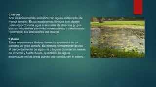 Charcos
Son los ecosistemas acuáticos con aguas estancadas de
menor tamaño. Estos ecosistemas lénticos son ideales
para proporcionarle agua a animales de diversos grupos
que se encuentren pastando, sobrevolando o simplemente
recorriendo los alrededores del charco.
Esteros
Estos ecosistemas lénticos tienen la apariencia de un
pantano de gran tamaño. Se forman normalmente debido
al desbordamiento de algún río o laguna durante los meses
de invierno y fuerte lluvias, quedando las aguas
estancadas en las áreas planas que constituyen el estero.
 