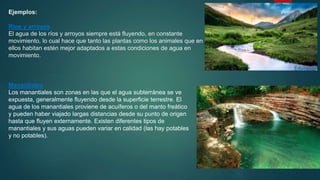 Ejemplos:
Ríos y arroyos
El agua de los ríos y arroyos siempre está fluyendo, en constante
movimiento, lo cual hace que tanto las plantas como los animales que en
ellos habitan estén mejor adaptados a estas condiciones de agua en
movimiento.
Manantiales
Los manantiales son zonas en las que el agua subterránea se ve
expuesta, generalmente fluyendo desde la superficie terrestre. El
agua de los manantiales proviene de acuíferos o del manto freático
y pueden haber viajado largas distancias desde su punto de origen
hasta que fluyen externamente. Existen diferentes tipos de
manantiales y sus aguas pueden variar en calidad (las hay potables
y no potables).
 