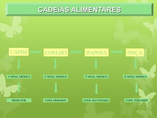 CADEIAS ALIMENTARES
CAPIM COELHO RAPOSA ONÇA
2º NÍVEL TRÓFICO 3º NÍVEL TRÓFICO 4º NÍVEL TRÓFICO
1º NÍVEL TRÓFICO
CONS. PRIMÁRIO CONS. SECUNDÁRIO CONS. TERCIÁRIO
PRODUTOR
 