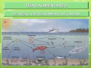 TEIAS ALIMENTARES
DEFINIÇÃO: ENTRELAÇAMENTO DE CADEIAS
 