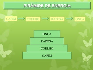 PIRÂMIDE DE ENERGIA
CAPIM
COELHO
RAPOSA
ONÇA
CAPIM COELHO RAPOSA ONÇA
 