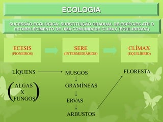 ECOLOGIA
SUCESSÃO ECOLÓGICA: SUBSTITUIÇÃO GRADUAL DE ESPÉCIES ATÉ O
ESTABELECIMENTO DE UMA COMUNIDADE CLÍMAX (EQUILIBRADA)
ECESIS
(PIONEIROS)
SERE
(INTERMEDIÁRIOS)
CLÍMAX
(EQUILÍBRIO)
LÍQUENS MUSGOS
GRAMÍNEAS
ERVAS
ARBUSTOS
FLORESTA
ALGAS
X
FUNGOS
( )
 