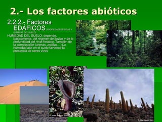 2.- Los factores abióticos
2.2.2.- Factores
EDÁFICOS(PROPIEDADES FÍSICAS Y
QUÍMICAS DEL SUELO)
HUMEDAD DEL SUELO: depende,
básicamente, del régimen de lluvias y de la
profundidad del nivel freático. También de
la composición (arenas, arcillas…) La
humedad alta en el suelo favorece la
presencia de seres vivos
 