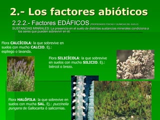 2.- Los factores abióticos
2.2.2.- Factores EDÁFICOS (PROPIEDADES FÍSICAS Y QUÍMICAS DEL SUELO)
SUSTANCIAS MINRALES: La presencia en el suelo de distintas sustancias minerales condiciona a
los seres que pueden sobrevivir en él.
Flora CALCÍCOLA: la que sobrevive en
suelos con mucho CALCIO. Ej.:
espliego o lavanda.
Flora SILICÍCOLA: la que sobrevive
en suelos con mucho SILICIO. Ej.:
biércol o brezo.
Flora HALÓFILA: la que sobrevive en
suelos con mucha SAL. Ej.: puccinelia
pungens de Gallocanta ó salicornias.
 