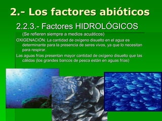 2.- Los factores abióticos
2.2.3.- Factores HIDROLÓGICOS
(Se refieren siempre a medios acuáticos)
OXIGENACIÓN: La cantidad de oxígeno disuelto en el agua es
determinante para la presencia de seres vivos, ya que lo necesitan
para respirar.
Las aguas frías presentan mayor cantidad de oxígeno disuelto que las
cálidas (los grandes bancos de pesca están en aguas frías)
 