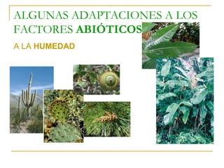 ALGUNAS ADAPTACIONES A LOS
FACTORES ABIÓTICOS
A LA HUMEDAD
 