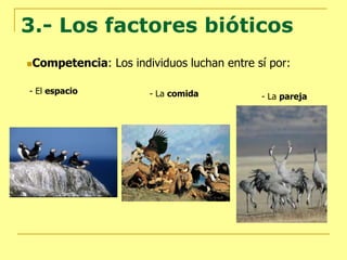 3.- Los factores bióticos
Competencia: Los individuos luchan entre sí por:
- El espacio - La comida - La pareja
 