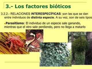 3.- Los factores bióticos
3.2.2.- RELACIONES INTERESPECÍFICAS: son las que se dan
entre individuos de distinta especie. A su vez, son de seis tipos:
Parasitismo: El individuo de un especie sale ganando,
mientras que el otro sale perdiendo, pero no llega a matarlo
 