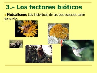 3.- Los factores bióticos
 Mutualismo: Los individuos de las dos especies salen
ganando.
 