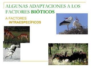 ALGUNAS ADAPTACIONES A LOS
FACTORES BIÓTICOS
A FACTORES
INTRAESPECÍFICOS
 