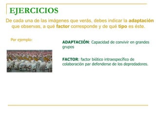 EJERCICIOS
De cada una de las imágenes que verás, debes indicar la adaptación
que observas, a qué factor corresponde y de qué tipo es éste.
Por ejemplo:
ADAPTACIÓN: Capacidad de convivir en grandes
grupos
FACTOR: factor biótico intraespecífico de
colaboración par defenderse de los depredadores.
 