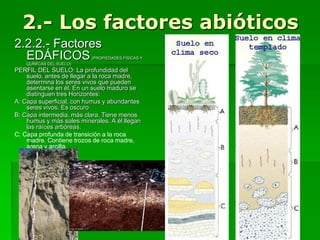 2.- Los factores abióticos
2.2.2.- Factores
EDÁFICOS(PROPIEDADES FÍSICAS Y
QUÍMICAS DEL SUELO)
PERFIL DEL SUELO: La profundidad del
suelo, antes de llegar a la roca madre,
determina los seres vivos que pueden
asentarse en él. En un suelo maduro se
distinguen tres Horizontes:
A: Capa superficial, con humus y abundantes
seres vivos. Es oscuro
B: Capa intermedia, más clara. Tiene menos
humus y más sales minerales. A él llegan
las raíces arbóreas.
C: Capa profunda de transición a la roca
madre. Contiene trozos de roca madre,
arena y arcilla.
 