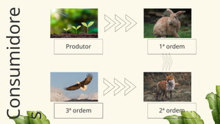 1ª ordem
3ª ordem 2ª ordem
Produtor
Consumidore
s
 