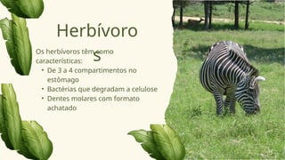 Os herbívoros têm como
características:
• De 3 a 4 compartimentos no
estômago
• Bactérias que degradam a celulose
• Dentes molares com formato
achatado
Herbívoro
s
 