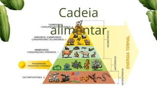 Cadeia
alimentar
 