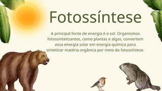 Fotossíntese
A principal fonte de energia é o sol. Organismos
fotossintetizantes, como plantas e algas, convertem
essa energia solar em energia química para
sintetizar matéria orgânica por meio da fotossíntese.
 