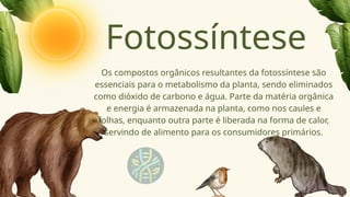 Fotossíntese
Os compostos orgânicos resultantes da fotossíntese são
essenciais para o metabolismo da planta, sendo eliminados
como dióxido de carbono e água. Parte da matéria orgânica
e energia é armazenada na planta, como nos caules e
folhas, enquanto outra parte é liberada na forma de calor,
servindo de alimento para os consumidores primários.
 