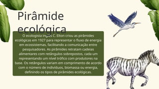 O ecologista inglês C. Elton criou as pirâmides
ecológicas em 1927 para representar o fluxo de energia
em ecossistemas, facilitando a comunicação entre
pesquisadores. As pirâmides retratam cadeias
alimentares com retângulos sobrepostos, cada um
representando um nível trófico com produtores na
base. Os retângulos variam em comprimento de acordo
com o número de indivíduos, biomassa ou energia,
definindo os tipos de pirâmides ecológicas.
Pirâmide
ecológica
 