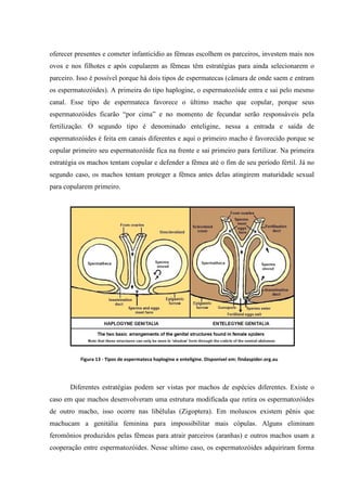 oferecer presentes e cometer infanticídio as fêmeas escolhem os parceiros, investem mais nos
ovos e nos filhotes e após copularem as fêmeas têm estratégias para ainda selecionarem o
parceiro. Isso é possível porque há dois tipos de espermatecas (câmara de onde saem e entram
os espermatozóides). A primeira do tipo haplogine, o espermatozóide entra e sai pelo mesmo
canal. Esse tipo de espermateca favorece o último macho que copular, porque seus
espermatozóides ficarão “por cima” e no momento de fecundar serão responsáveis pela
fertilização. O segundo tipo é denominado enteligine, nessa a entrada e saída de
espermatozóides é feita em canais diferentes e aqui o primeiro macho é favorecido porque se
copular primeiro seu espermatozóide fica na frente e sai primeiro para fertilizar. Na primeira
estratégia os machos tentam copular e defender a fêmea até o fim de seu período fértil. Já no
segundo caso, os machos tentam proteger a fêmea antes delas atingirem maturidade sexual
para copularem primeiro.

Figura 13 - Tipos de espermateca haplogine e enteligine. Disponivel em: findaspider.org.au

Diferentes estratégias podem ser vistas por machos de espécies diferentes. Existe o
caso em que machos desenvolveram uma estrutura modificada que retira os espermatozóides
de outro macho, isso ocorre nas libélulas (Zigoptera). Em moluscos existem pênis que
machucam a genitália feminina para impossibilitar mais cópulas. Alguns eliminam
feromônios produzidos pelas fêmeas para atrair parceiros (aranhas) e outros machos usam a
cooperação entre espermatozóides. Nesse ultimo caso, os espermatozóides adquiriram forma

 