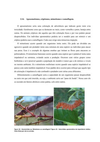 2.14. Aposematismos, criptismos, mimetismos e camuflagem.

O aposematismo seria uma coloração de advertência que indicam gosto ruim e/ou
toxicidade. Geralmente cores que se destacam no meio, como vermelho e preto, laranja entre
outras. Os animais crípticos são aqueles que têm coloração fosca e por isso podem passar
despercebidos. Um indivíduo apostemático poderia ser o modelo para um mímico e um
críptico poderia usar a camuflagem. Cada caso exige uma minuciosa inspeção.
O mimetismo ocorre quando um organismo imita outro. Ele pode ser dividido em
agressivo quando um predador imita uma estrutura de uma espécie ou indivíduo para atacar
sua presa. Esse é o exemplo de algumas aranhas que imitam as flores para atacarem os
polinizadores. O mimetismo batesiano ocorre quando uma espécie que é palatável imita outra
impalatável ou estrutura, evitando assim a predação. Ocorrem com vários grupos como
borboletas e só é possível quando a população do modelo é maior que a do mímico e vivem
no mesmo ambiente. Já o mimetismo mulleriano ocorre quando uma espécie impalatável se
parece com outra também impalatável. Esse padrão deve ocorrer para reforçar que aquele tipo
de coloração é impalatavel e não confundir o predador com várias cores diferentes.
Diferentemente a camuflagem seria a capacidade de um organismo passar despercebido
no meio em que está inserido, ou seja, o ambiente seria um “pano de fundo”. Nesse caso ele
se esconde em fatores abióticos como pedras, solo entre outros.

Figura 18 - Geometridae sp. Mimetismo ou camuflagem? Figura 19 – Saturniidae apostemático de importância médica.
Fotos feitas por nós no cerrado.

 