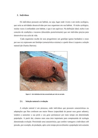 2. Indivíduos

Os indivíduos possuem um habitat, ou seja, lugar onde vivem e um nicho ecológico,
que seria as atividades desenvolvidas por esse organismo em seu habitat. O nicho ecológico,
muitas vezes é confundido com habitat, o que é um equívoco. Na definição ideal, nicho é um
conceito de condições e recursos (discutidos posteriormente) que um indivíduo precisa para
desenvolver seu ciclo de vida.
Cada organismo recebe de seus progenitores um genótipo (genes herdados) e esses
por sua vez expressam um fenótipo (característica externa) e a partir disso é exposto a seleção
natural (de Charles Darwin).

Figura 2 - Um indivíduo de tatu encontrado por nós no cerrado.

2.1.

Seleção natural e evolução

A seleção natural é um processo, onde indivíduos que possuem características ou
adaptações que lhes conferem um maior fitness (capacidade de passar seus genes adiante),
tendem a aumentar a sua prole e seu gene permanecer por mais tempo em determinada
população. A partir daí, citamos mais uma área importante para compreensão de ecologia
denominada evolução. Persistindo uma característica, que confere vantagem a indivíduos sob
pressão, por exemplo, de predação, após certo tempo provavelmente a população terá somente

 
