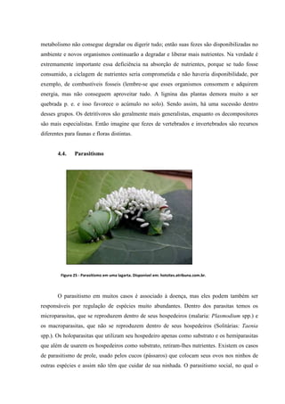 metabolismo não consegue degradar ou digerir tudo; então suas fezes são disponibilizadas no
ambiente e novos organismos continuarão a degradar e liberar mais nutrientes. Na verdade é
extremamente importante essa deficiência na absorção de nutrientes, porque se tudo fosse
consumido, a ciclagem de nutrientes seria comprometida e não haveria disponibilidade, por
exemplo, de combustíveis fosseis (lembre-se que esses organismos consomem e adquirem
energia, mas não conseguem aproveitar tudo. A lignina das plantas demora muito a ser
quebrada p. e. e isso favorece o acúmulo no solo). Sendo assim, há uma sucessão dentro
desses grupos. Os detritívoros são geralmente mais generalistas, enquanto os decompositores
são mais especialistas. Então imagine que fezes de vertebrados e invertebrados são recursos
diferentes para faunas e floras distintas.

4.4.

Parasitismo

Figura 25 - Parasitismo em uma lagarta. Disponível em: hotsites.atribuna.com.br.

O parasitismo em muitos casos é associado à doença, mas eles podem também ser
responsáveis por regulação de espécies muito abundantes. Dentro dos parasitas temos os
microparasitas, que se reproduzem dentro de seus hospedeiros (malaria: Plasmodium spp.) e
os macroparasitas, que não se reproduzem dentro de seus hospedeiros (Solitárias: Taenia
spp.). Os holoparasitas que utilizam seu hospedeiro apenas como substrato e os hemiparasitas
que além de usarem os hospedeiros como substrato, retiram-lhes nutrientes. Existem os casos
de parasitismo de prole, usado pelos cucos (pássaros) que colocam seus ovos nos ninhos de
outras espécies e assim não têm que cuidar de sua ninhada. O parasitismo social, no qual o

 