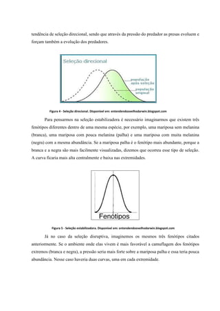 tendência de seleção direcional, sendo que através da pressão do predador as presas evoluem e
forçam também a evolução dos predadores.

Figura 4 - Seleção direcional. Disponível em: entendendoovelhodarwin.blogspot.com

Para pensarmos na seleção estabilizadora é necessário imaginarmos que existem três
fenótipos diferentes dentro de uma mesma espécie, por exemplo, uma mariposa sem melanina
(branca), uma mariposa com pouca melanina (palha) e uma mariposa com muita melanina
(negra) com a mesma abundância. Se a mariposa palha é o fenótipo mais abundante, porque a
branca e a negra são mais facilmente visualizadas, dizemos que ocorreu esse tipo de seleção.
A curva ficaria mais alta centralmente e baixa nas extremidades.

Figura 5 - Seleção estabilizadora. Disponível em: entendendoovelhodarwin.blogspot.com

Já no caso da seleção disruptiva, imaginemos os mesmos três fenótipos citados
anteriormente. Se o ambiente onde elas vivem é mais favorável a camuflagem dos fenótipos
extremos (branca e negra), a pressão seria mais forte sobre a mariposa palha e essa teria pouca
abundância. Nesse caso haveria duas curvas, uma em cada extremidade.

 