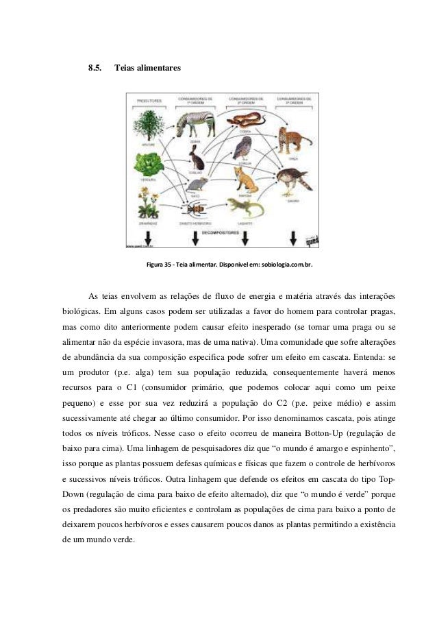 Teia de aranha em ingles
