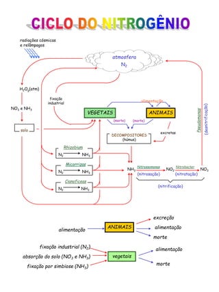 ECOLOGIA - ciclo do nitrogenio.ppt