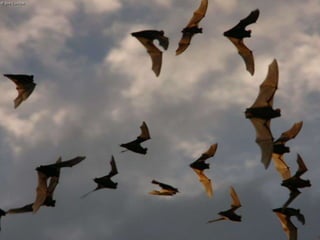 ECOLOGIA - CONCEITOS