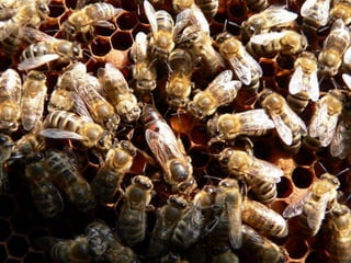 ECOLOGIA - CONCEITOS