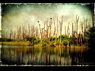 ECOLOGIA - CONCEITOS