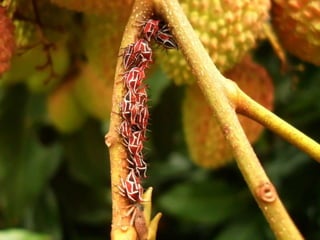 ECOLOGIA - CONCEITOS