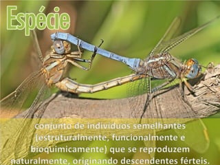 ECOLOGIA - CONCEITOS