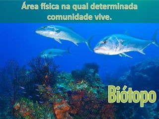 ECOLOGIA - CONCEITOS