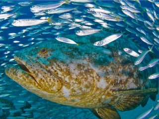 ECOLOGIA - CONCEITOS