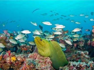 ECOLOGIA - CONCEITOS