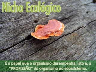 ECOLOGIA - CONCEITOS