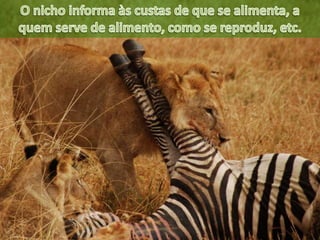 ECOLOGIA - CONCEITOS