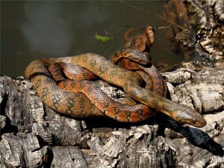 ECOLOGIA - CONCEITOS