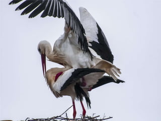 ECOLOGIA - CONCEITOS