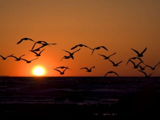 ECOLOGIA - CONCEITOS