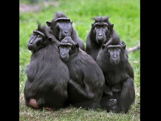 ECOLOGIA - CONCEITOS