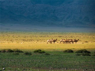 ECOLOGIA - CONCEITOS